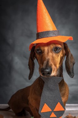 Dachshund komik köpek Cadılar Bayramı için giyinmiş