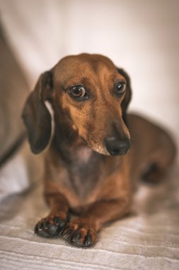 Dachshund Köpek Studio Beyaz ahşap tablo