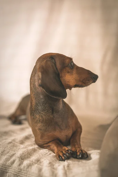 Perro Dachshund en estudio sobre mesa de madera blanca —  Fotos de Stock