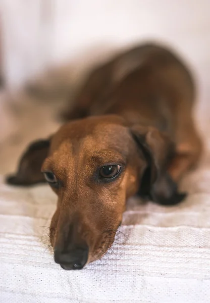 Dachshund dog in studio on white wooden table — Stock Photo, Image