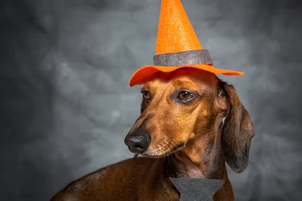 Teckel grappige hond gekleed voor halloween — Stockfoto