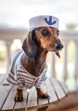 Gri gömlek ile kırmızı dachshund köpek