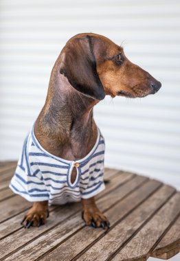 Gri gömlek ile kırmızı dachshund köpek