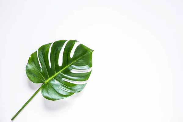 Tropikalne Palma liść na białym tle — Zdjęcie stockowe