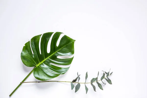 Tropikalne Palma liść na białym tle — Zdjęcie stockowe