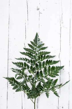 tropik palmiye yaprağı