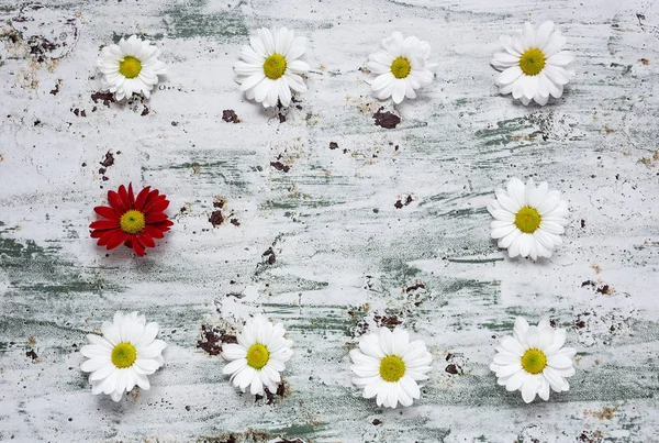 いくつかの色とりどりの花で花のパターン — ストック写真