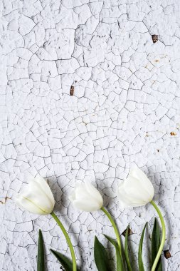 Kırmızı ve beyaz laleler ve papatyalar çiçek arka plan