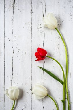 Kırmızı ve beyaz laleler ve papatyalar çiçek arka plan