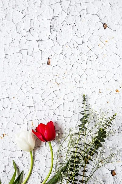 Floral φόντο με κόκκινες και λευκές τουλίπες και μαργαρίτες — Φωτογραφία Αρχείου