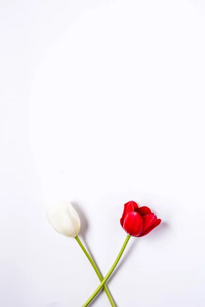 Blumenhintergrund mit roten und weißen Tulpen und Gänseblümchen — Stockfoto