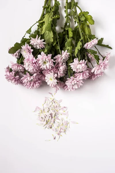 Blommönster med flera färgglada blommor — Stockfoto
