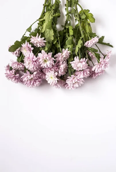 Blommig bakgrund med rosa blommor — Stockfoto