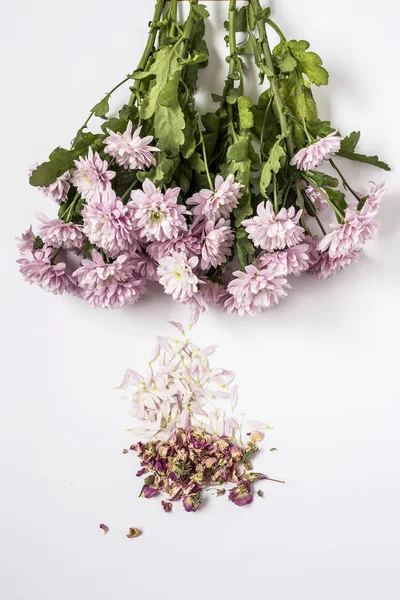Blommönster med flera färgglada blommor — Stockfoto