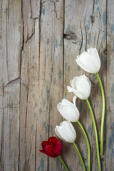 Floral background with red and white tulips — Stock Photo, Image