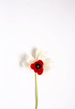 Kırmızı ve beyaz laleler ve papatyalar çiçek arka plan