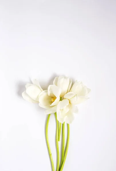 Floral background with red and white tulips and daisies — Stock Photo, Image