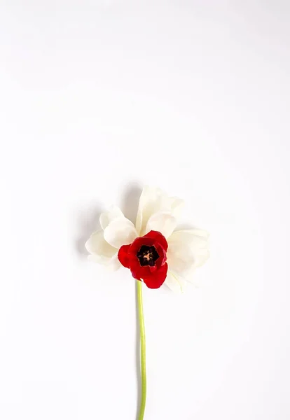 花の背景に赤と白のチューリップ、ヒナギク — ストック写真
