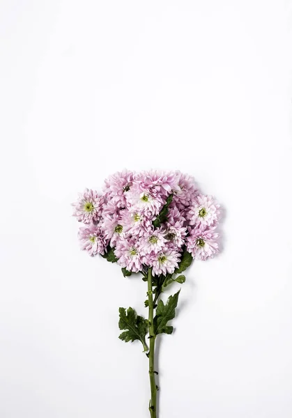 Λουλουδάτο μοτίβο με διάφορα πολύχρωμα λουλούδια — Φωτογραφία Αρχείου