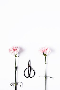 Çiçekler beyaz arka plan üzerinde. Düz yatıyordu, en iyi görünümü