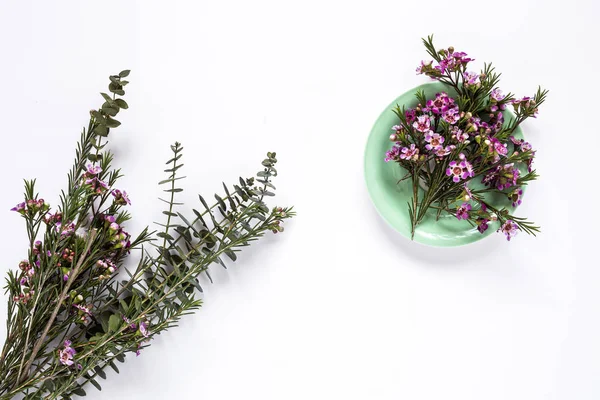 Blommor på vit bakgrund. Platt lekmanna, top view — Stockfoto