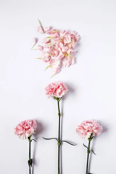 Flowers on white background. Flat lay, top view — Stock Photo, Image