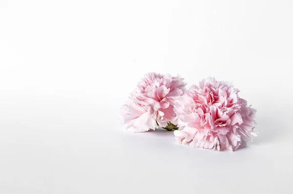 Çiçekler beyaz arka plan üzerinde. Düz yatıyordu, en iyi görünümü — Stok fotoğraf