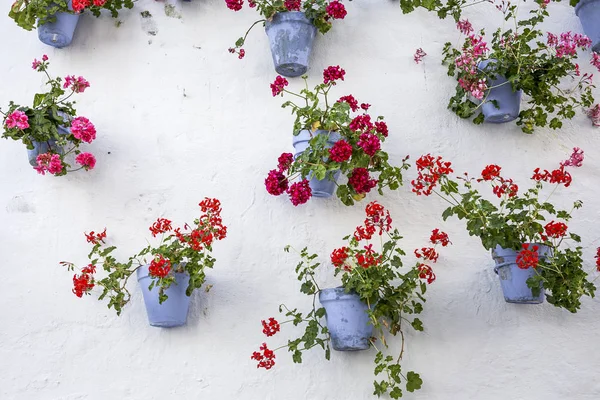 Blommor på vit bakgrund. Platt lekmanna, top view — Stockfoto