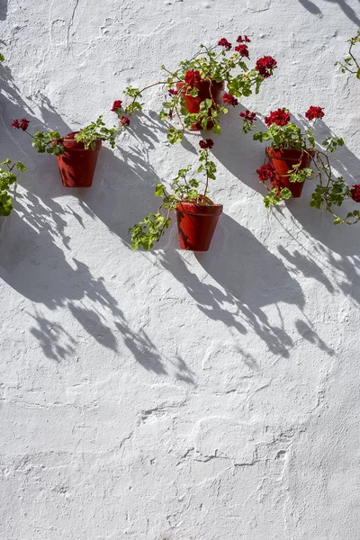 Blommor på vit bakgrund. Platt lekmanna, top view — Stockfoto