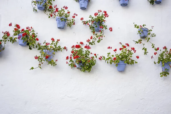 Blommor på vit bakgrund. Platt lekmanna, top view — Stockfoto