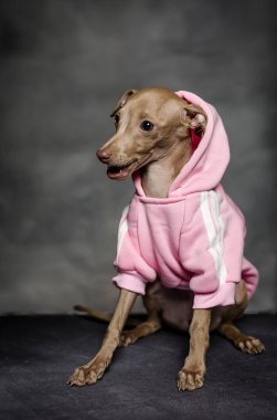 İtalyanca tazı köpeği portresi