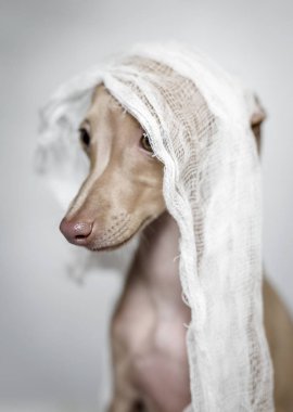 İtalyanca tazı köpeği portresi