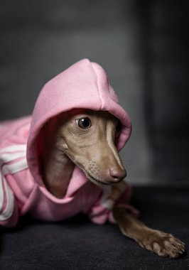 İtalyanca tazı köpeği portresi