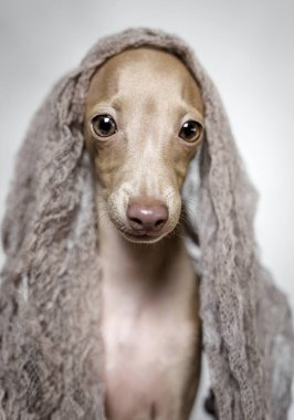 İtalyanca tazı köpeği portresi