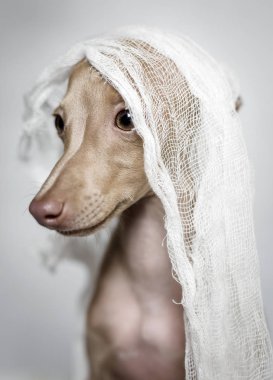 İtalyanca tazı köpeği portresi