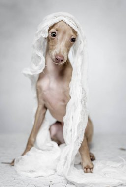 İtalyanca tazı köpeği portresi