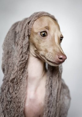 İtalyanca tazı köpeği portresi