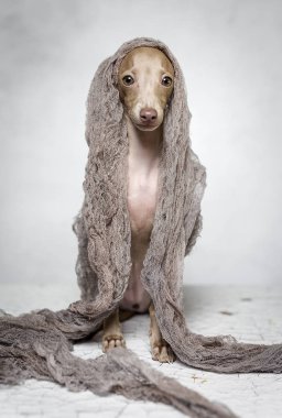 İtalyanca tazı köpeği portresi