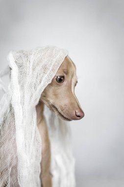 İtalyanca tazı köpeği portresi