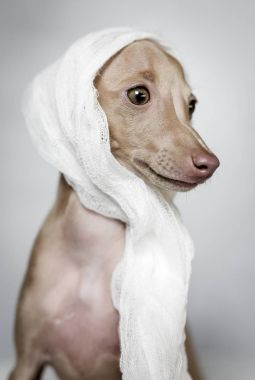 İtalyanca tazı köpeği portresi