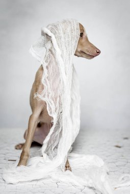 İtalyanca tazı köpeği portresi