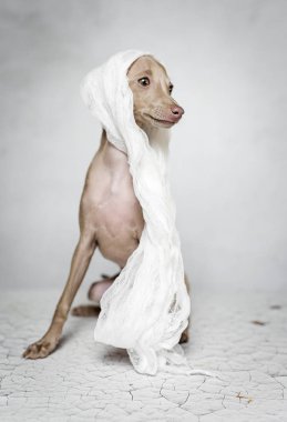 İtalyanca tazı köpeği portresi