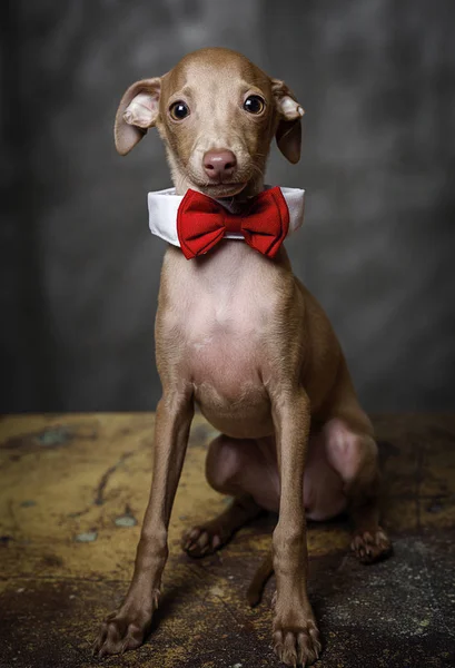 Retrato de un pequeño galgo italiano —  Fotos de Stock