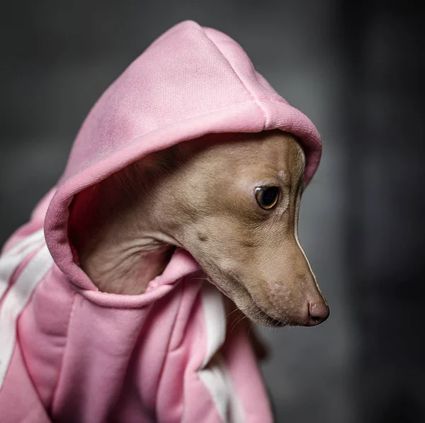 İtalyanca tazı köpeği portresi