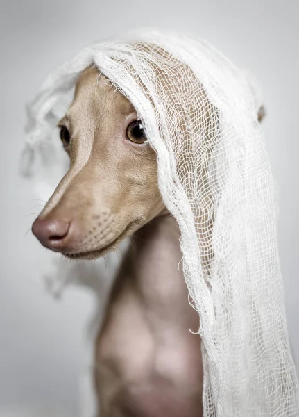 İtalyanca tazı köpeği portresi