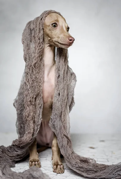 İtalyanca tazı köpeği portresi