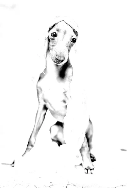 Portrait of little italian greyhound dog — Stock Photo, Image