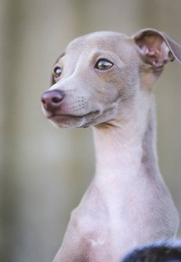 İtalyanca tazı köpeği portresi