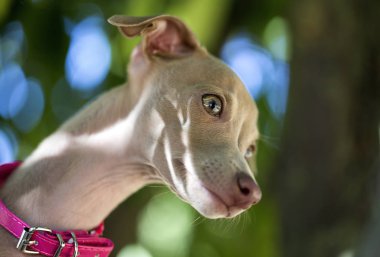 İtalyanca tazı köpeği portresi