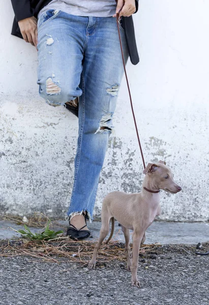 Woman with italian greyhound dog — Stock Photo, Image